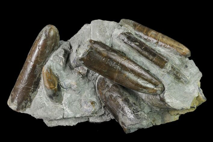 Fossil Belemnite (Paxillosus) Cluster - Mistelgau, Germany #139128